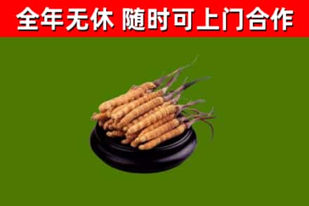 长安回收冬虫夏草