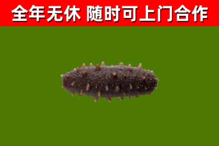长安回收海参干